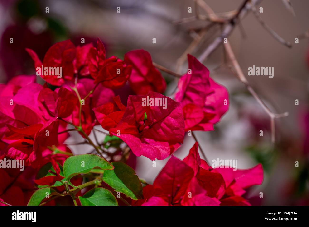 spring flowers in the park Stock Photo - Alamy