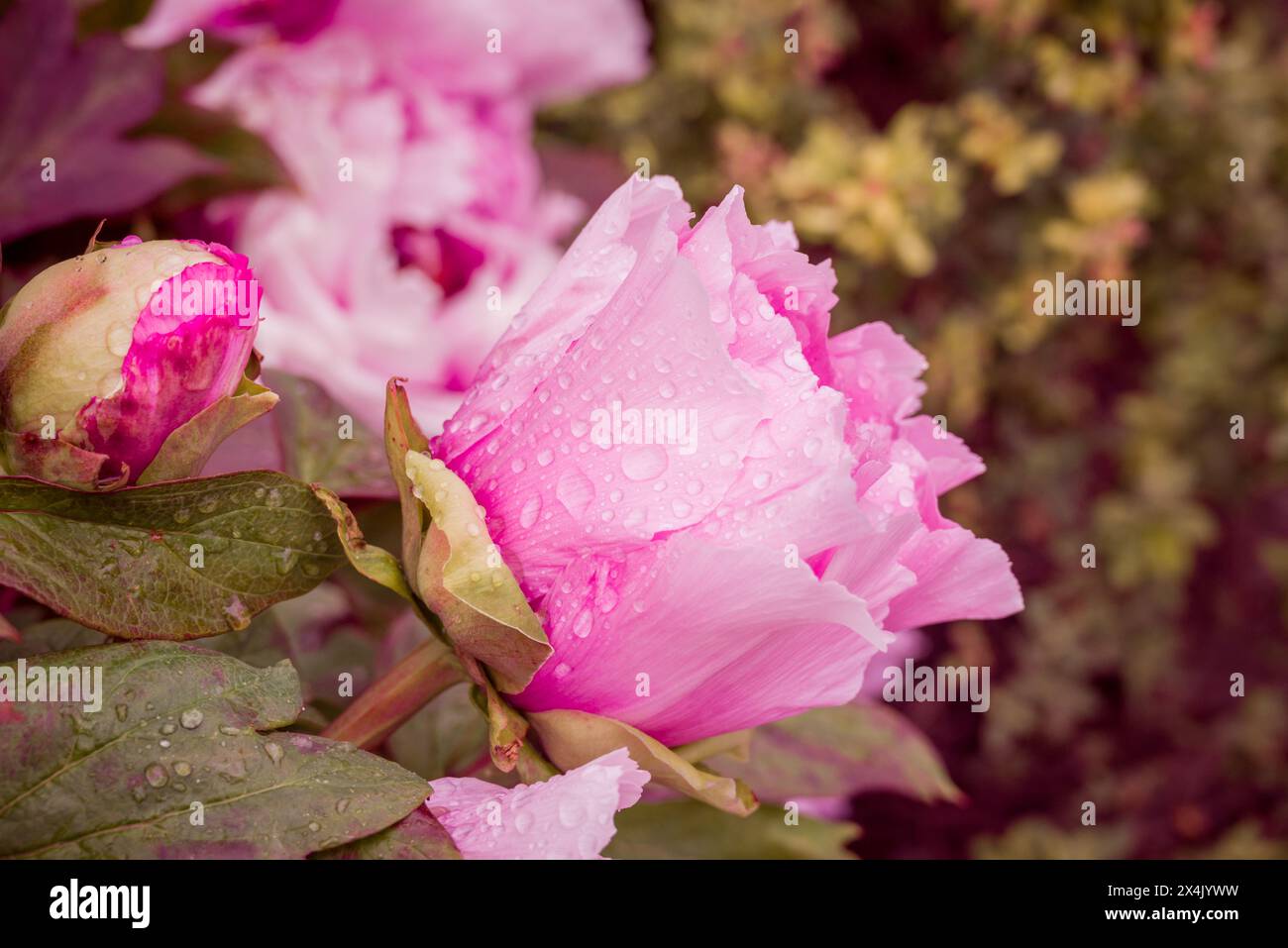 spring flowers in the park Stock Photo - Alamy