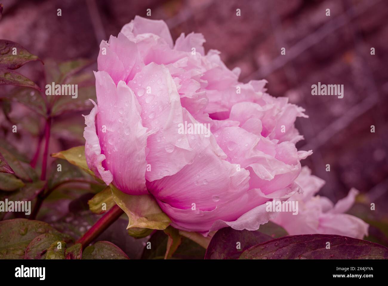spring flowers in the park Stock Photo - Alamy