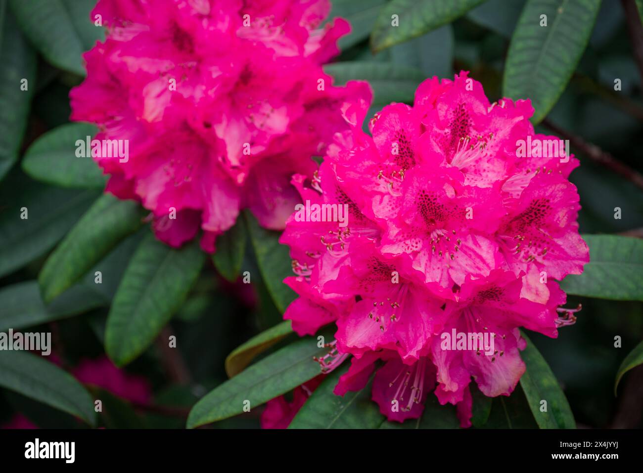 spring flowers in the park Stock Photo - Alamy