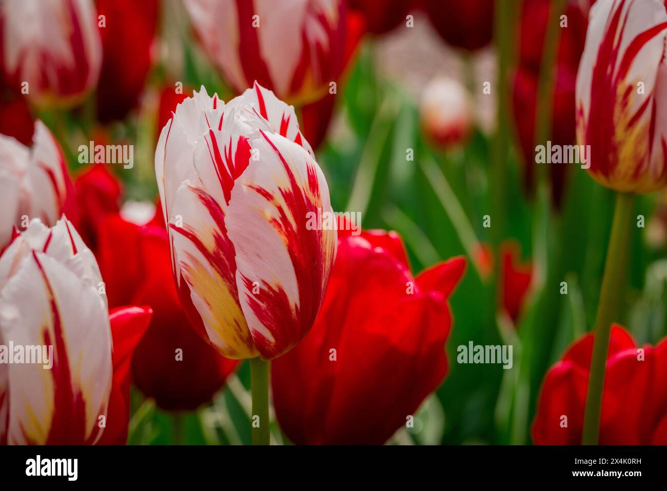 spring flowers in the park Stock Photo - Alamy