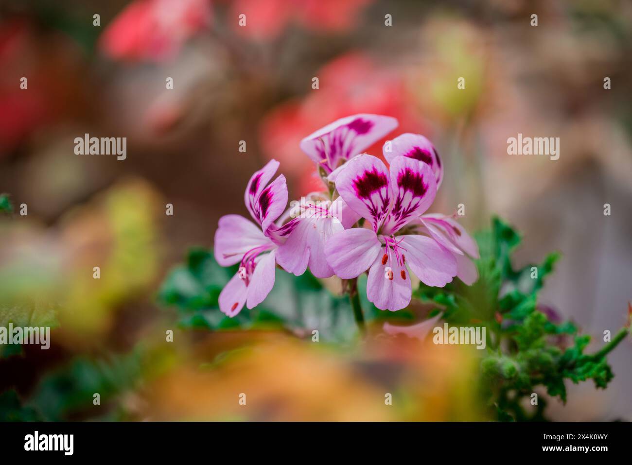 spring background flowers in the park Stock Photo - Alamy