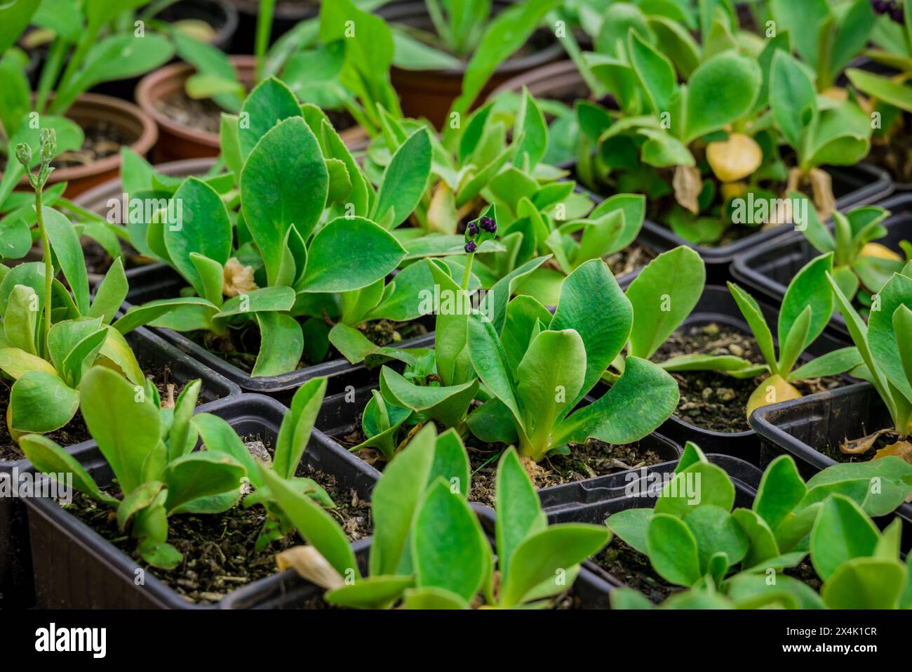 Small new plants in hi-res stock photography and images - Alamy