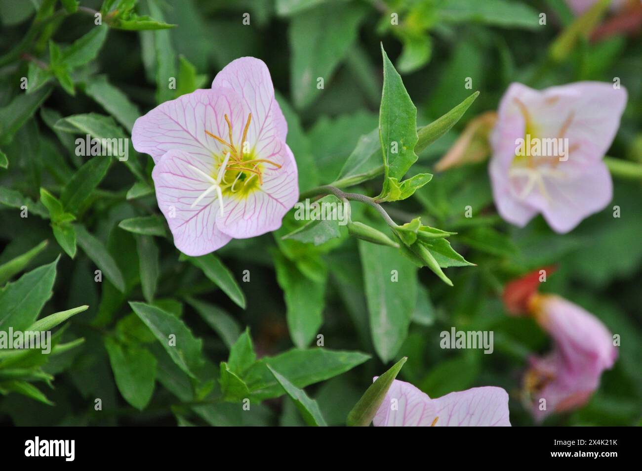 Oenothera speciosa, flowers between may and october Stock Photo