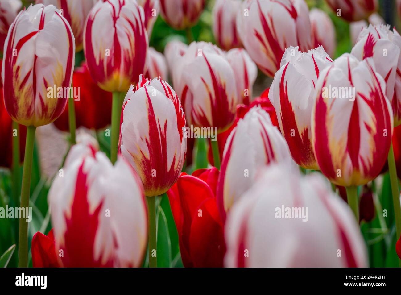spring background flowers in the park Stock Photo - Alamy