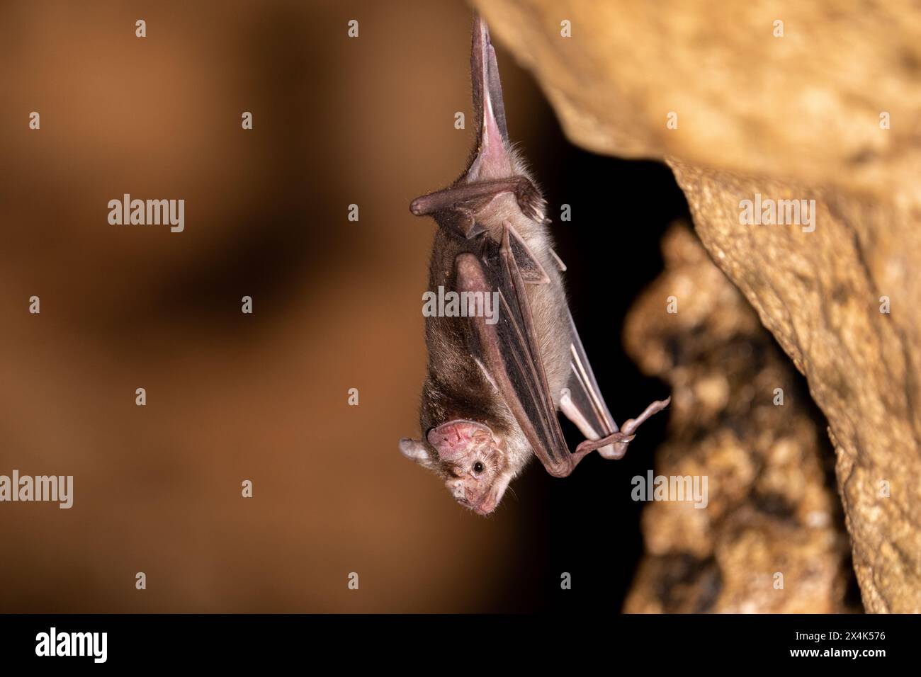 Vampire bat hi-res stock photography and images - Alamy