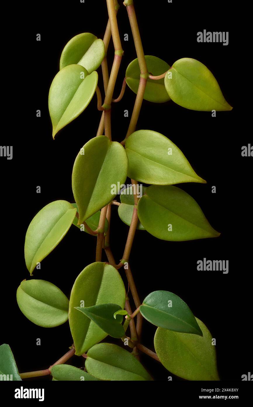 hoya carnosa or chelsea foliage isolated black background, wax plant or porcelain flower vine with green leaves close-up side view Stock Photo