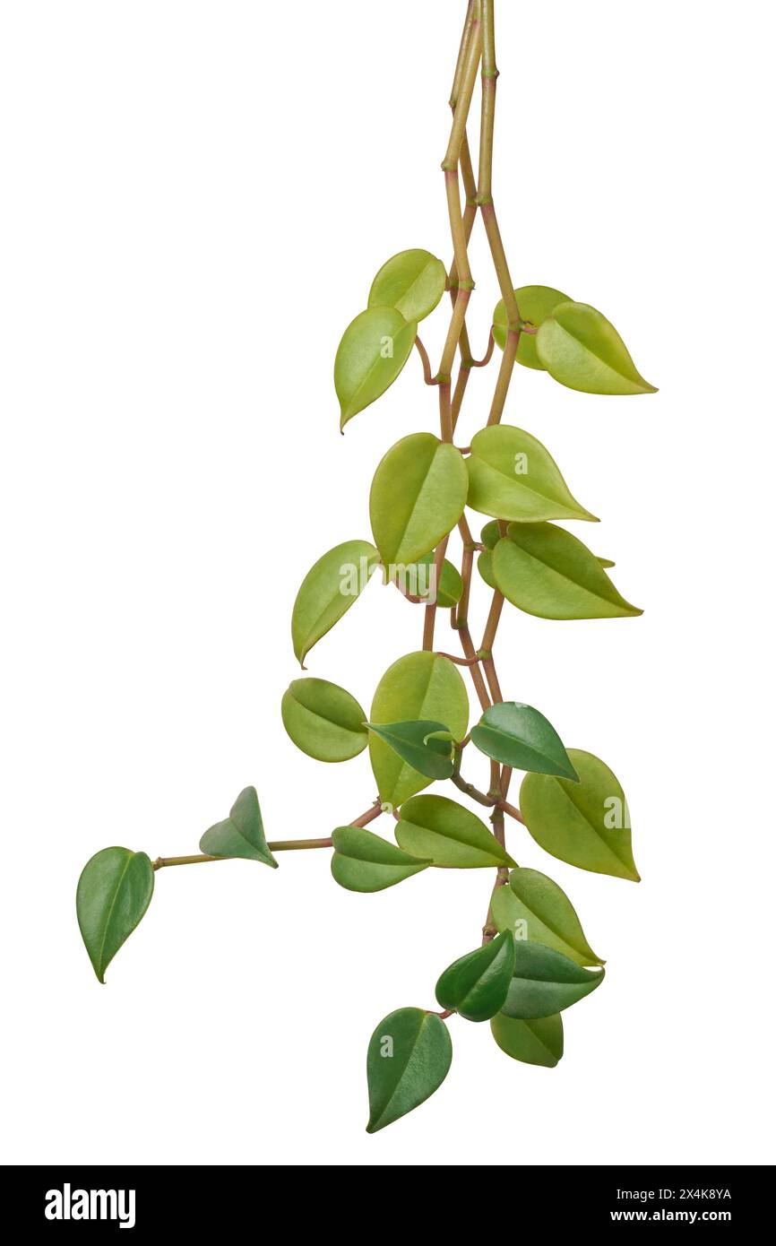 hoya carnosa or chelsea foliage isolated white background, wax plant or porcelain flower vine with green leaves close-up Stock Photo