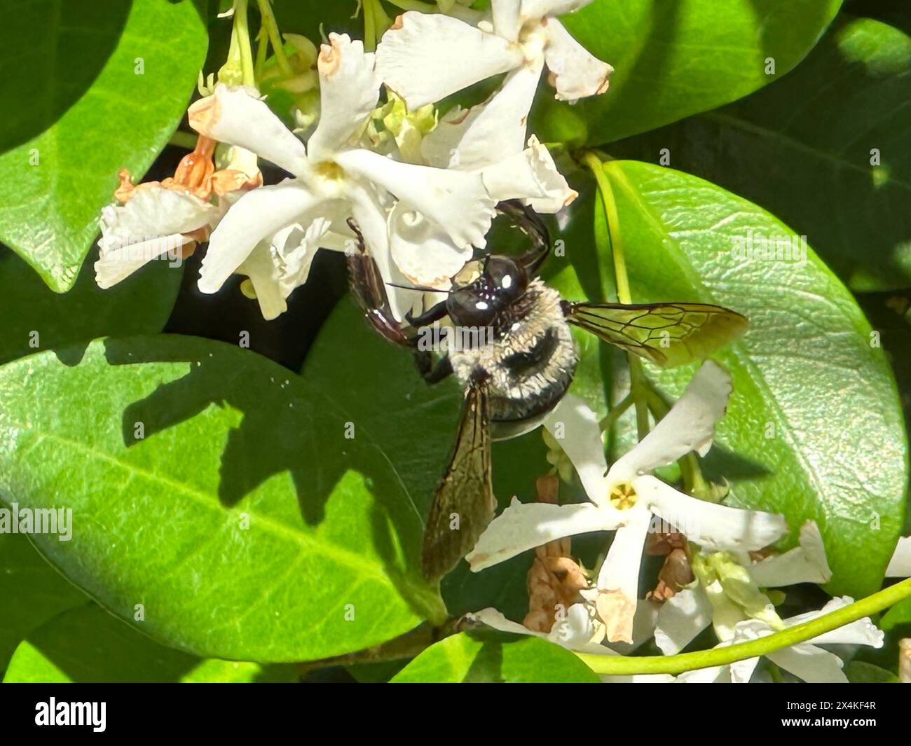 A carpenter bee gathers pollen from a Confederate jasmine vine basking