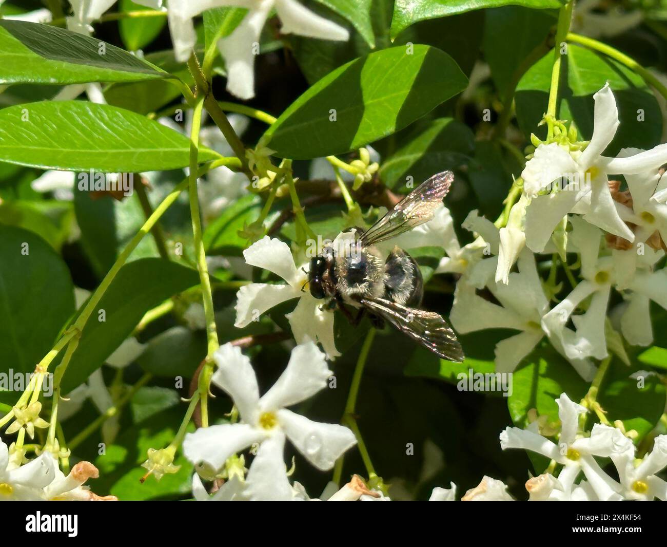 A carpenter bee gathers pollen from a Confederate jasmine vine basking
