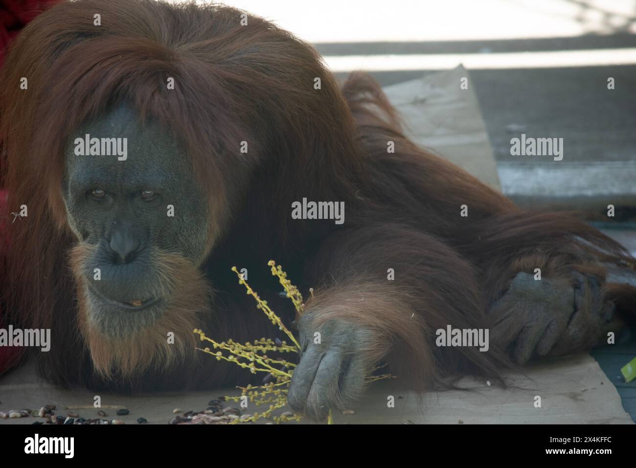 Orangutans are the largest arboreal mammal, spending most of their time in trees. Long, powerful arms and grasping hands and feet allow them to move t Stock Photo