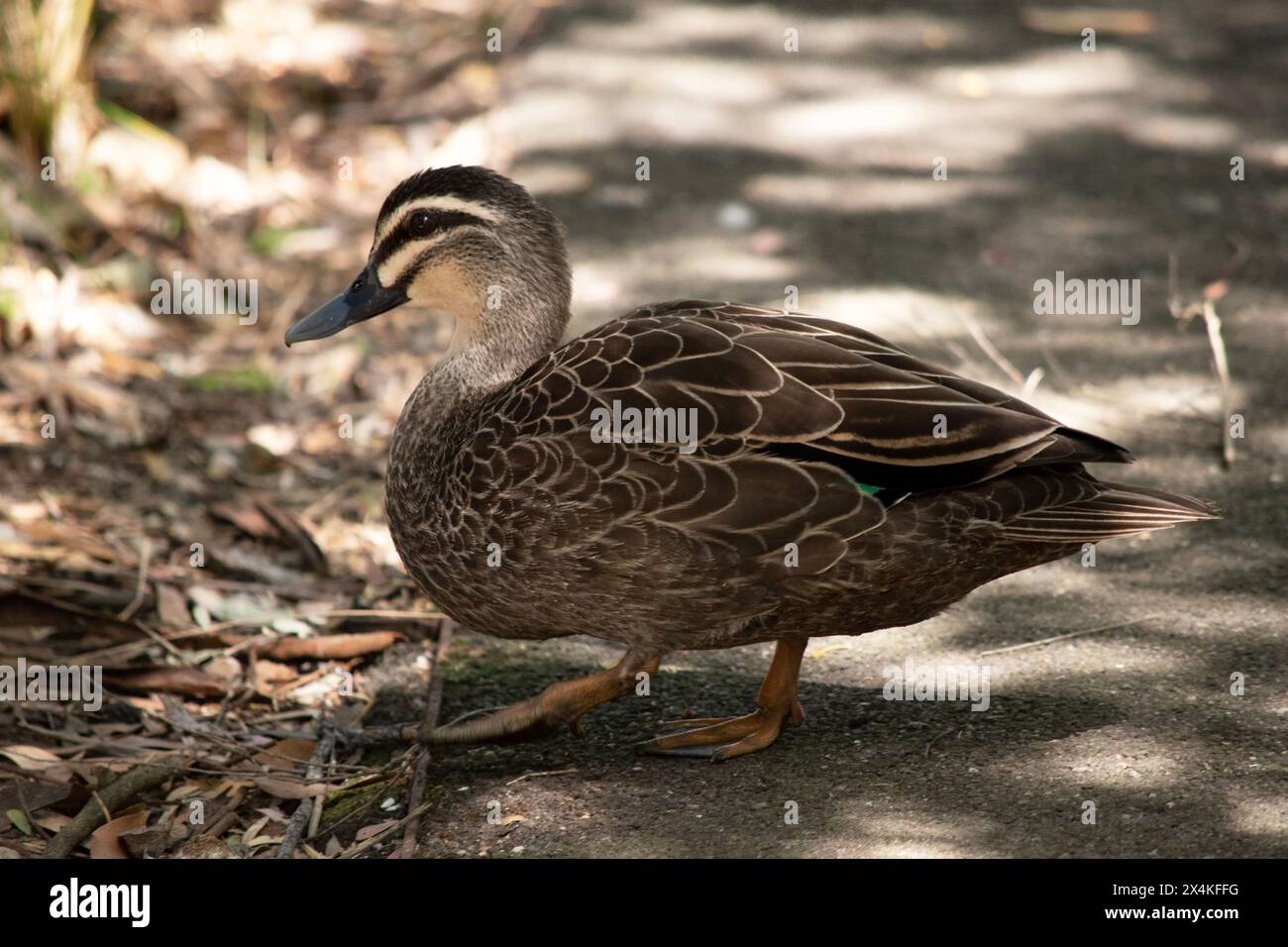 Gallery Detail: The Pacific Black Duck Has A Dark Body And A