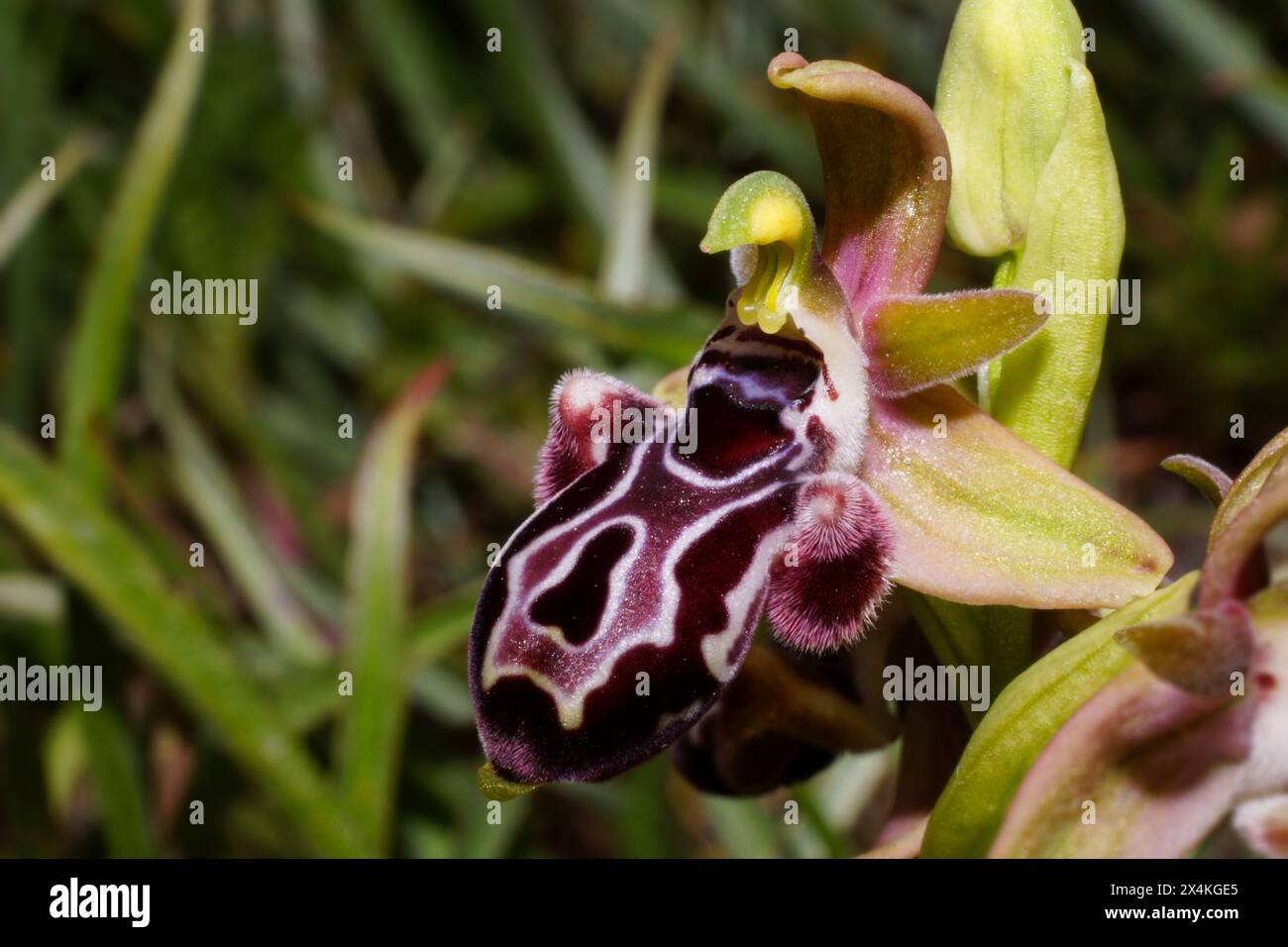 Flower of the Cyprus bee orchid (Ophrys kotschyi), in natural habitat on Cyprus Stock Photo
