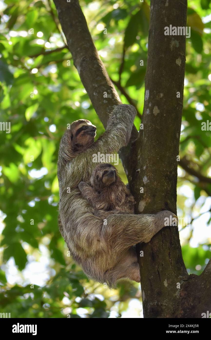 Sloth climbing tree with baby Stock Photo - Alamy