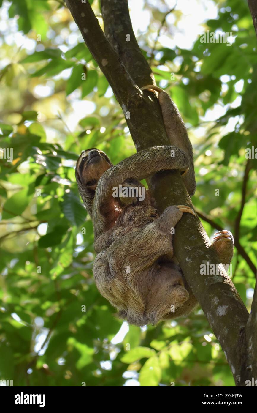 Sloth climbing tree with baby Stock Photo - Alamy