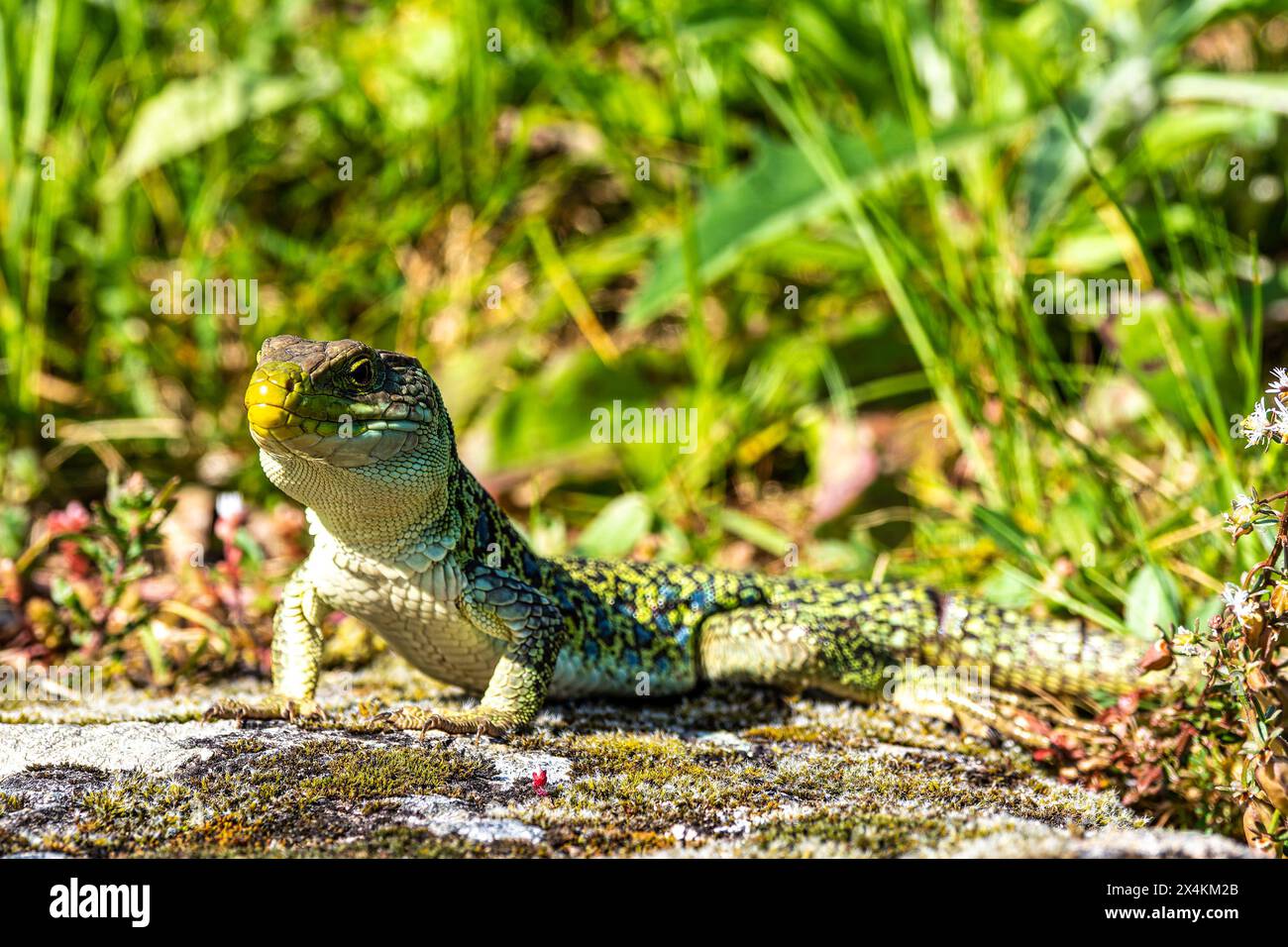 An Iberian emerald lizard, Lacerta schreiberi at Lindoso, Peneda Geres ...