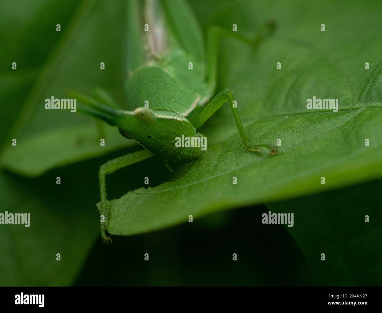 atractomorpha crenulata or tobacco grasshopper which is one of the pests  that is on green leaves seen eating the leaves it testing on Stock Photo