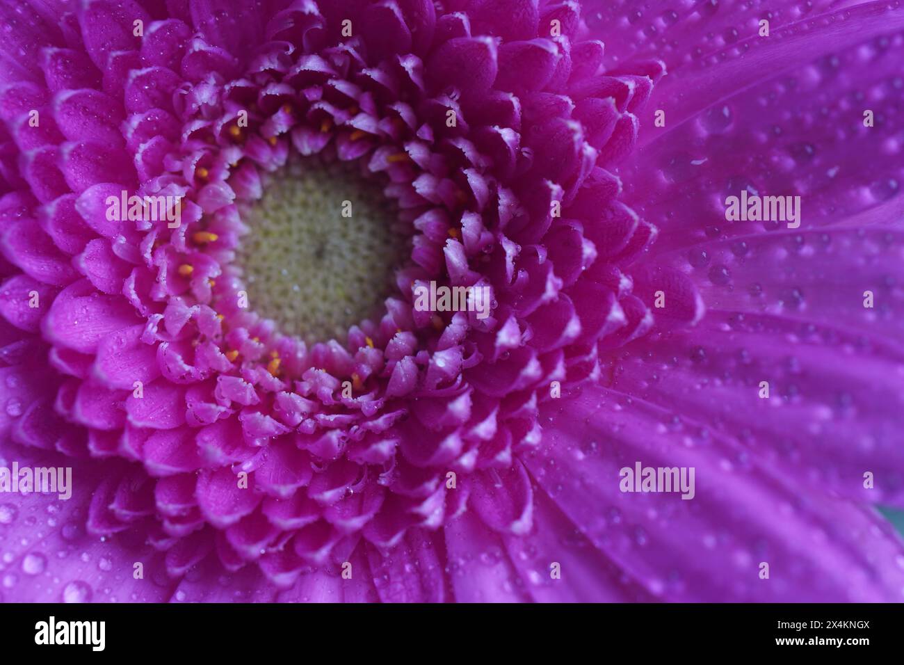 Gerbera  pink flower - macro photography with detail of Gerbera flower. Gerbera Daisy Pink Stock Photo