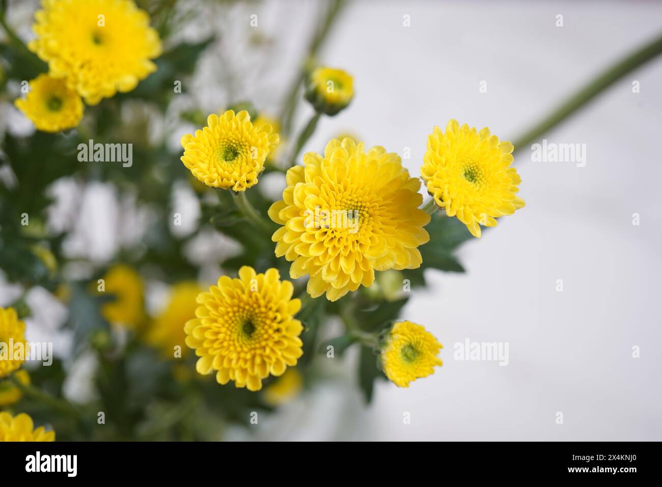 Colorful yellow chrysanthemum flower bloom  in the garden. Stock Photo