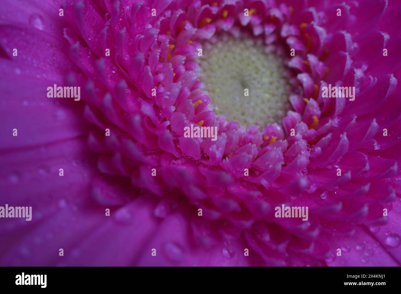 Gerbera  pink flower - macro photography with detail of Gerbera flower. Gerbera Daisy Pink Stock Photo