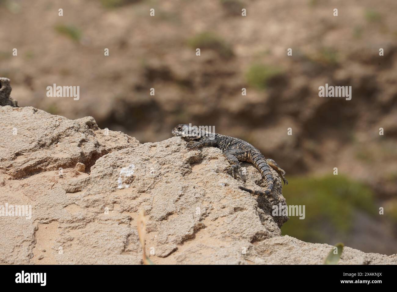 Starred agama enjoing the sun on the rocks in Israel close-up. The brightly lit by the sun lizard on stones Stock Photo