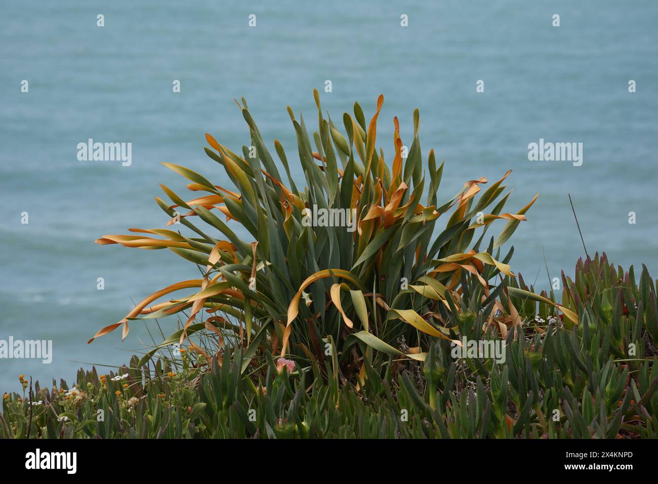 Pancratium maritimum is a bulbous perennial with a long neck and glaucous, broadly linear leaves, evergreen, but the leaves often die back during hot Stock Photo