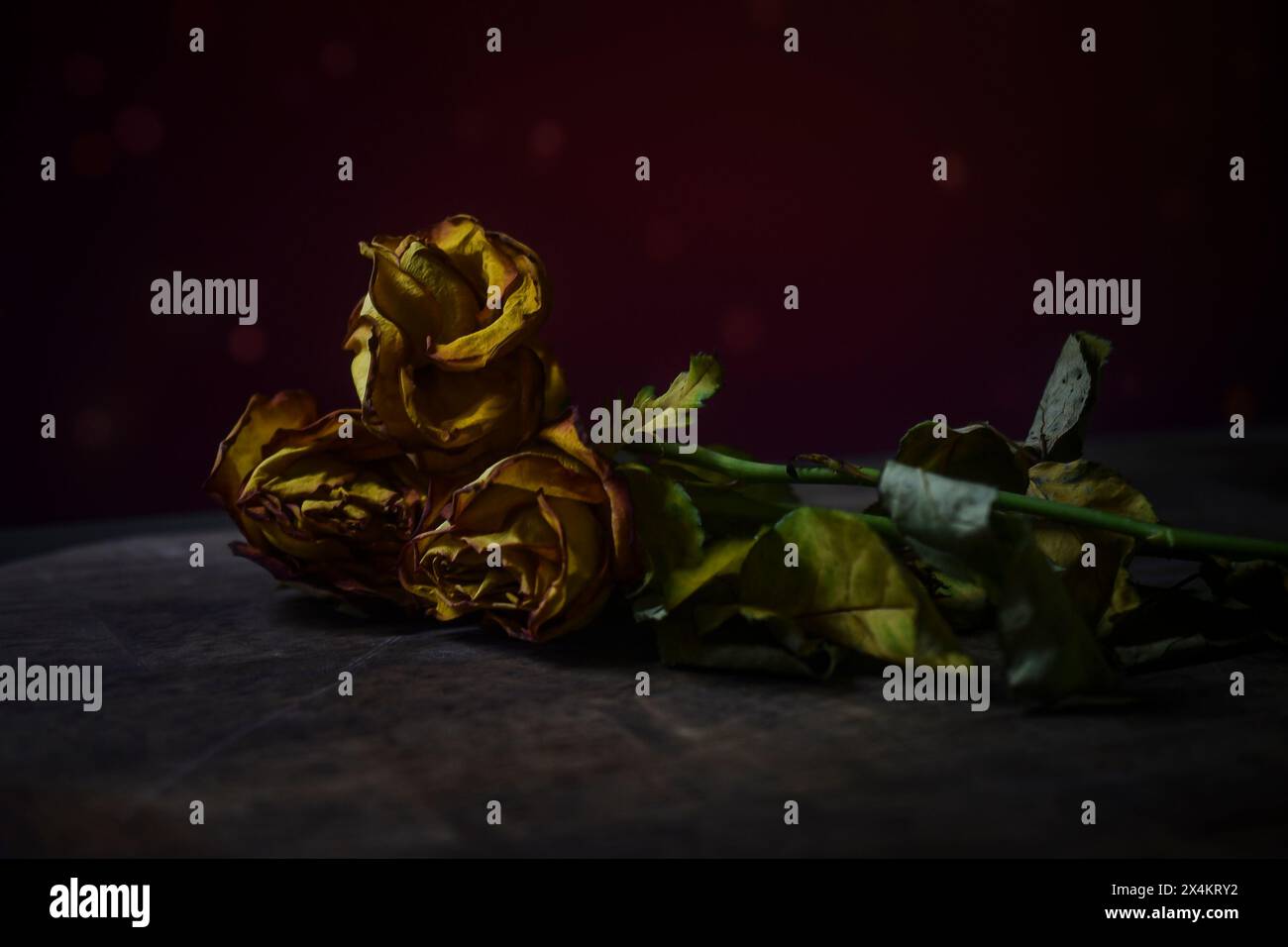 wilted yellow roses on a dark background Stock Photo