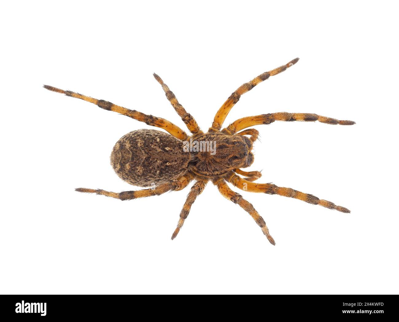 Chinese wolf spider isolated on white background, Lycosa singoriensis Stock Photo