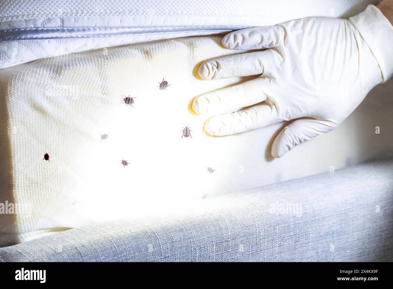 Exterminator treatment for bed bugs: pest control solution Stock Photo