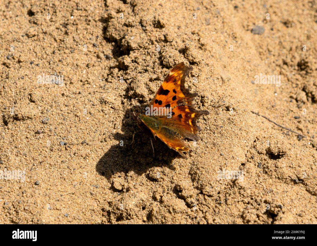 Butterfly insect wildlife hi-res stock photography and images - Alamy