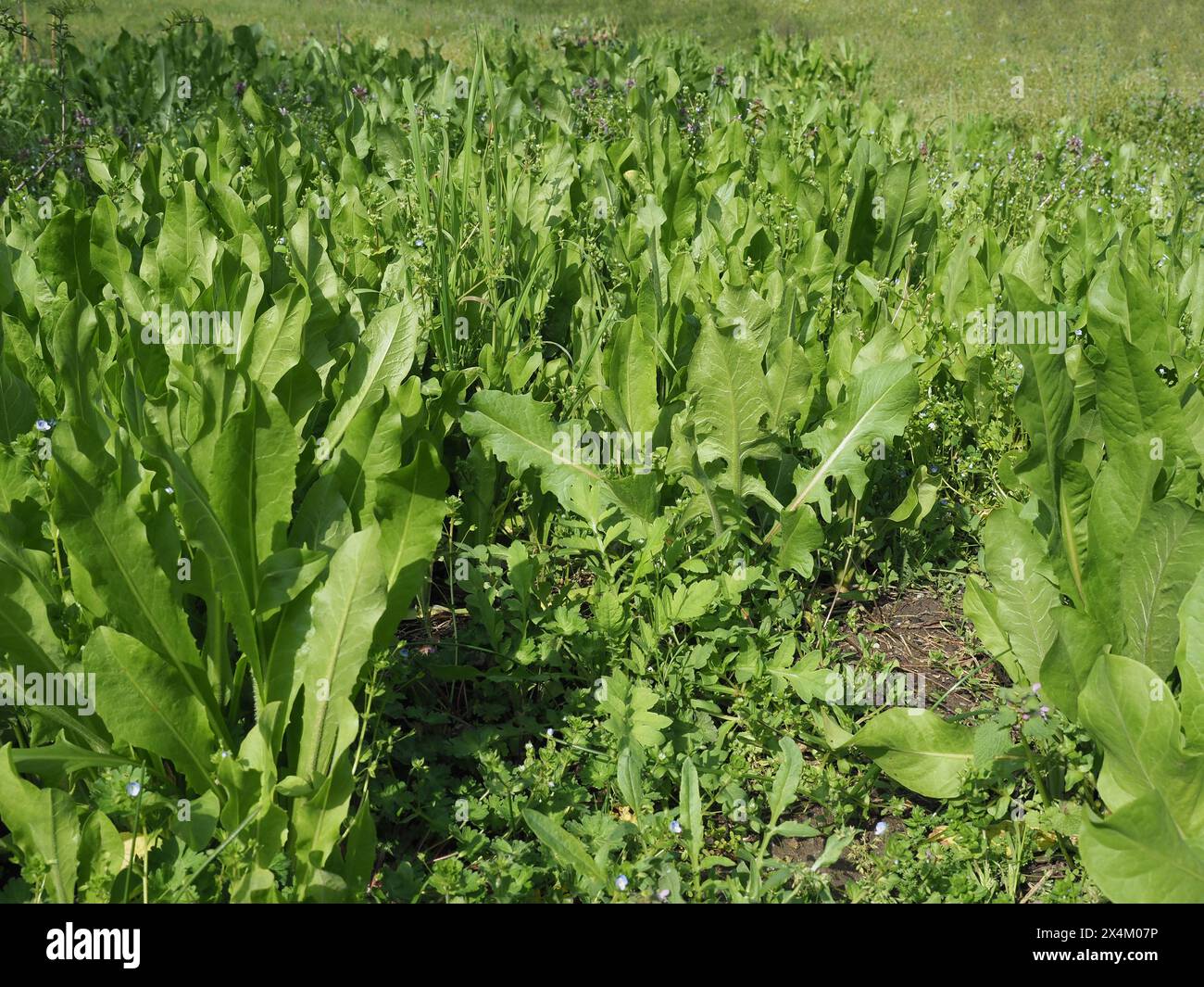 common chicory salad plant scientific name Cichorium intybus Stock Photo