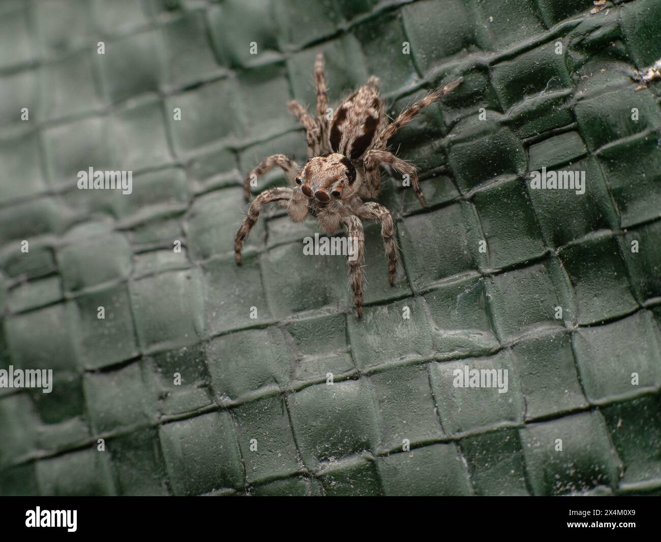 Grey Wall Jumping spider or Menemerus bivittatus on a green colored ...