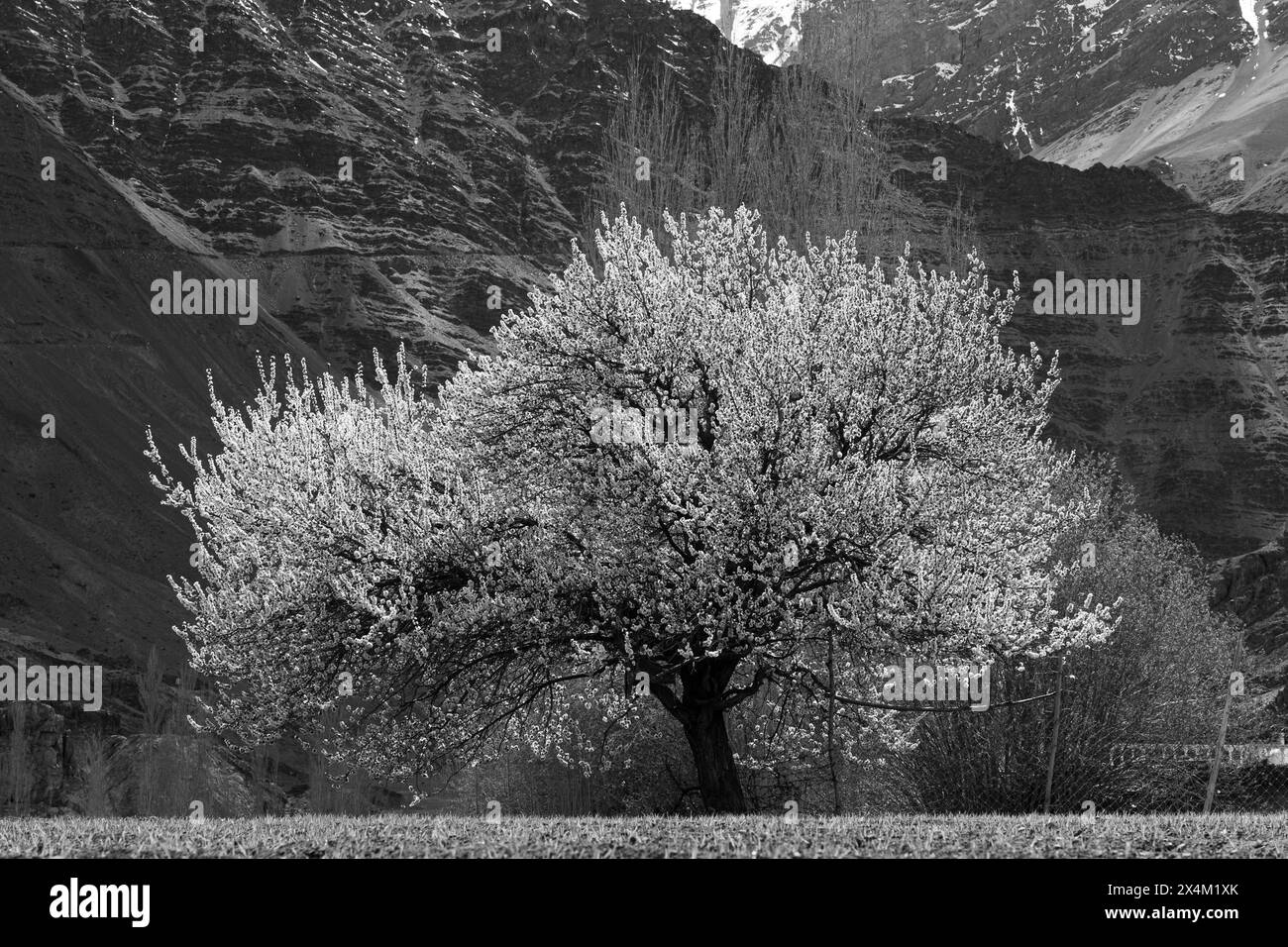 A full-grown Apricot tree captured in black and white with shades of
