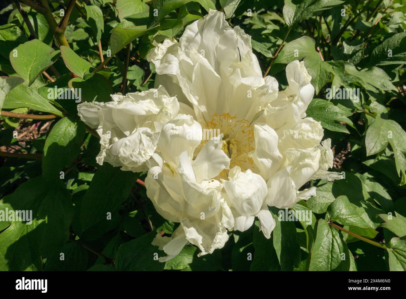 Tree Peony Paeonia × suffruticosa Peonies White Flower Paeonia Okina-jishi Stock Photo