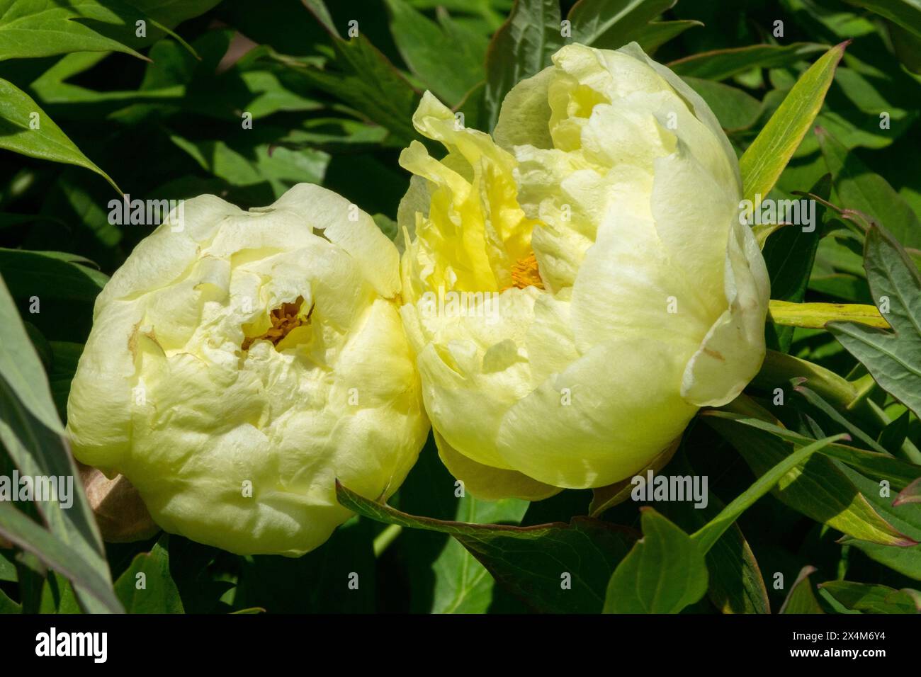 Paeonia Lutea Hybrid Tree Peony Peonies, Lemon Yellow Peony 'High Noon' Heads Stock Photo
