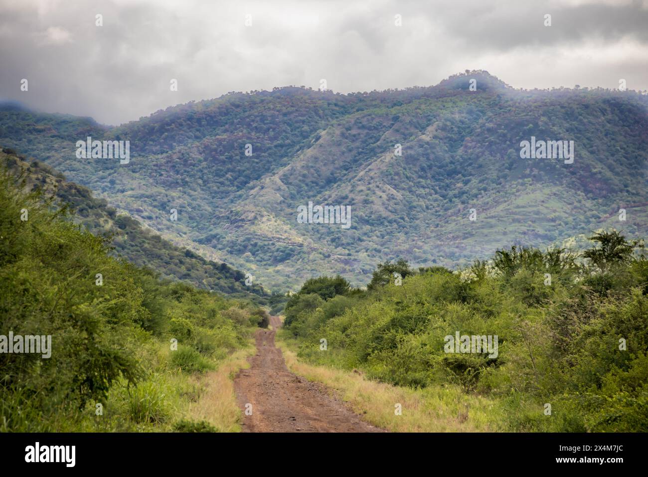 A breathtaking view of Omo Valley in Ethiopia showcases a vast, lush landscape, with a winding dirt road meanders through the valley Stock Photo