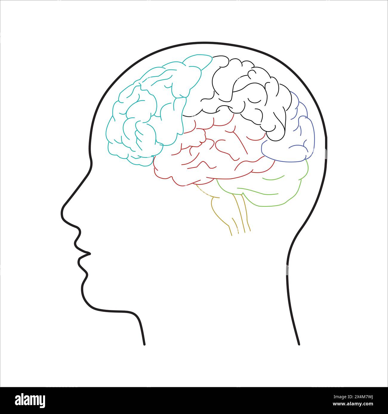 Brain lobes sections with divisions in color representing mental