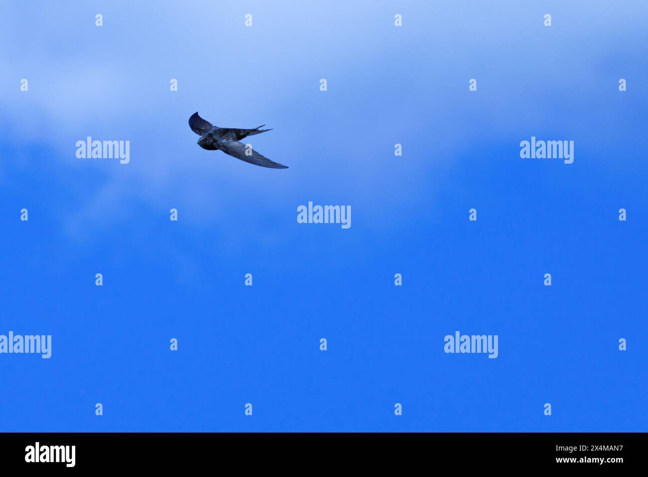 Minimalist photograph of swift, apus apus, in flight with sky and ...
