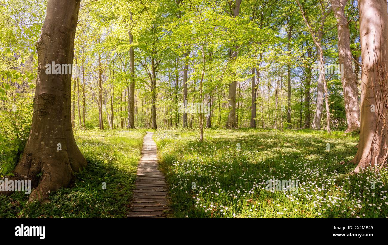 A beech tree forest in Denmark with wild garlic flowers. Stock Photo