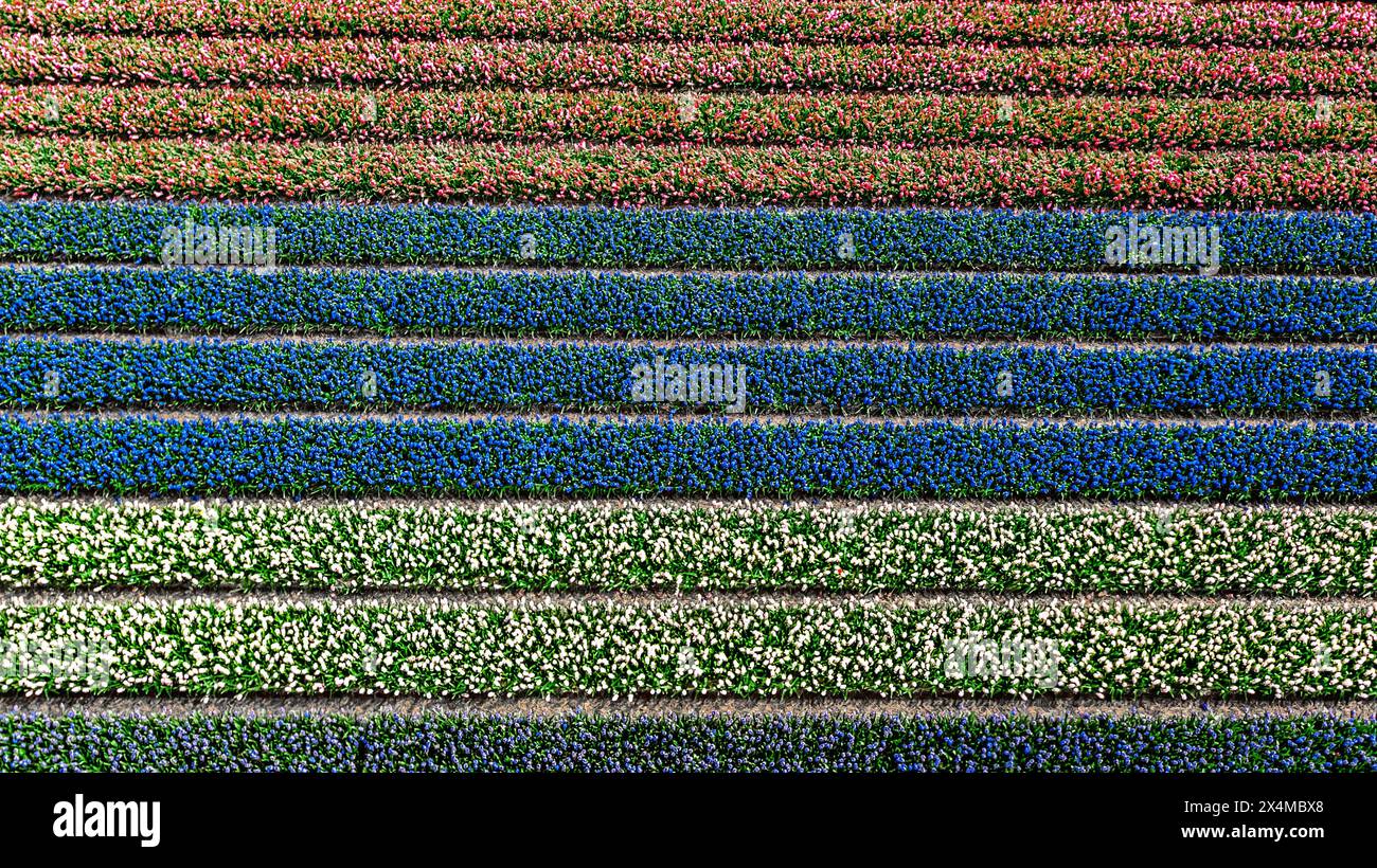 Aerial drone view of bulb fields of tulips and hyacinths in springtime ...