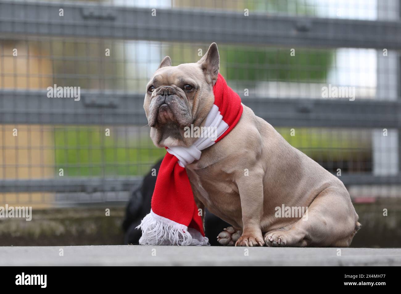London, UK. 4th May, 2024. A dog wearing a red and white stripped scarf outside the stadium before the Premier League match at Gtech Community Stadium, London. Picture credit should read: Paul Terry/Sportimage Credit: Sportimage Ltd/Alamy Live News Stock Photo