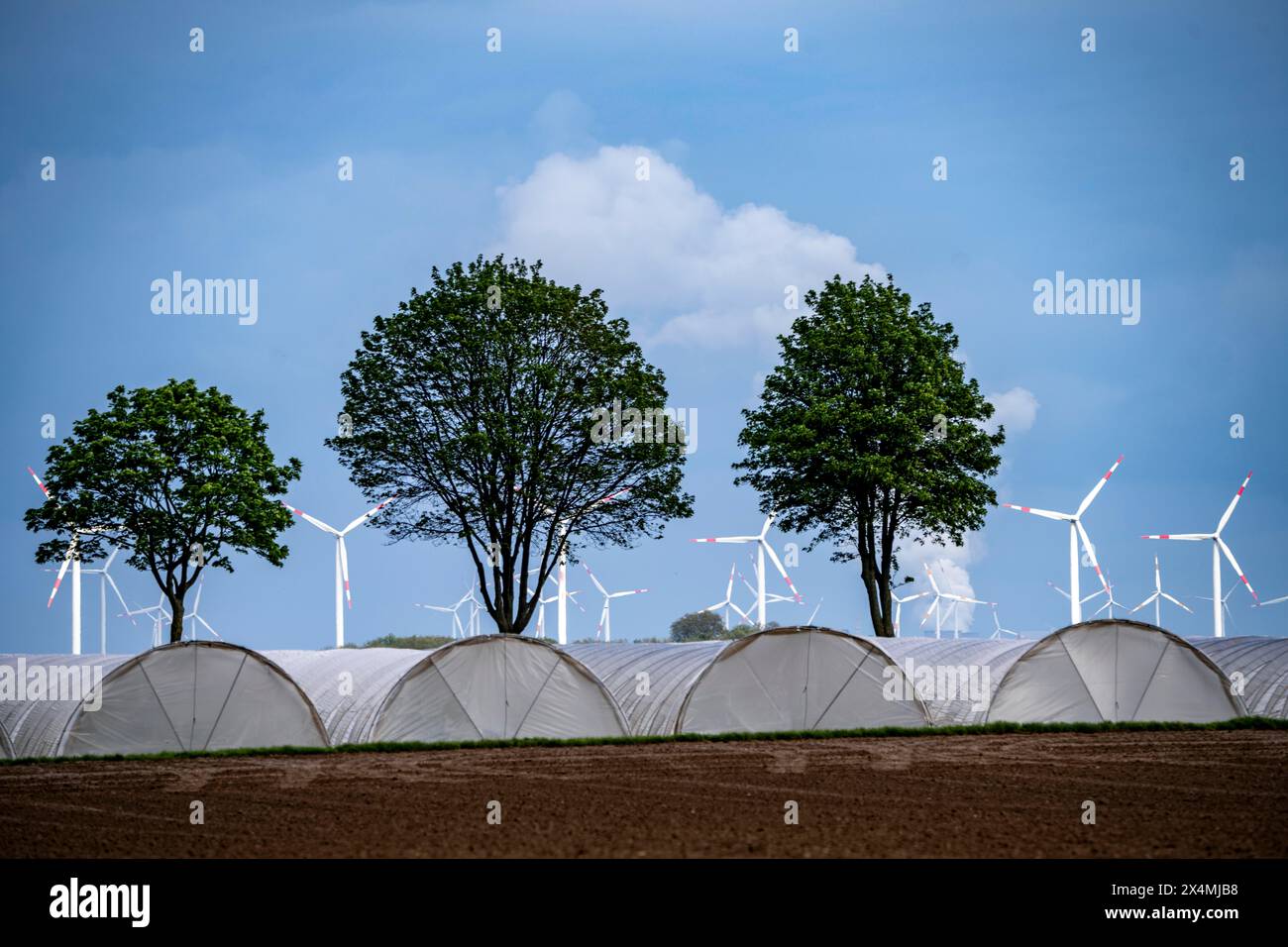 Agriculture, large areas with foil tunnels, for growing strawberries