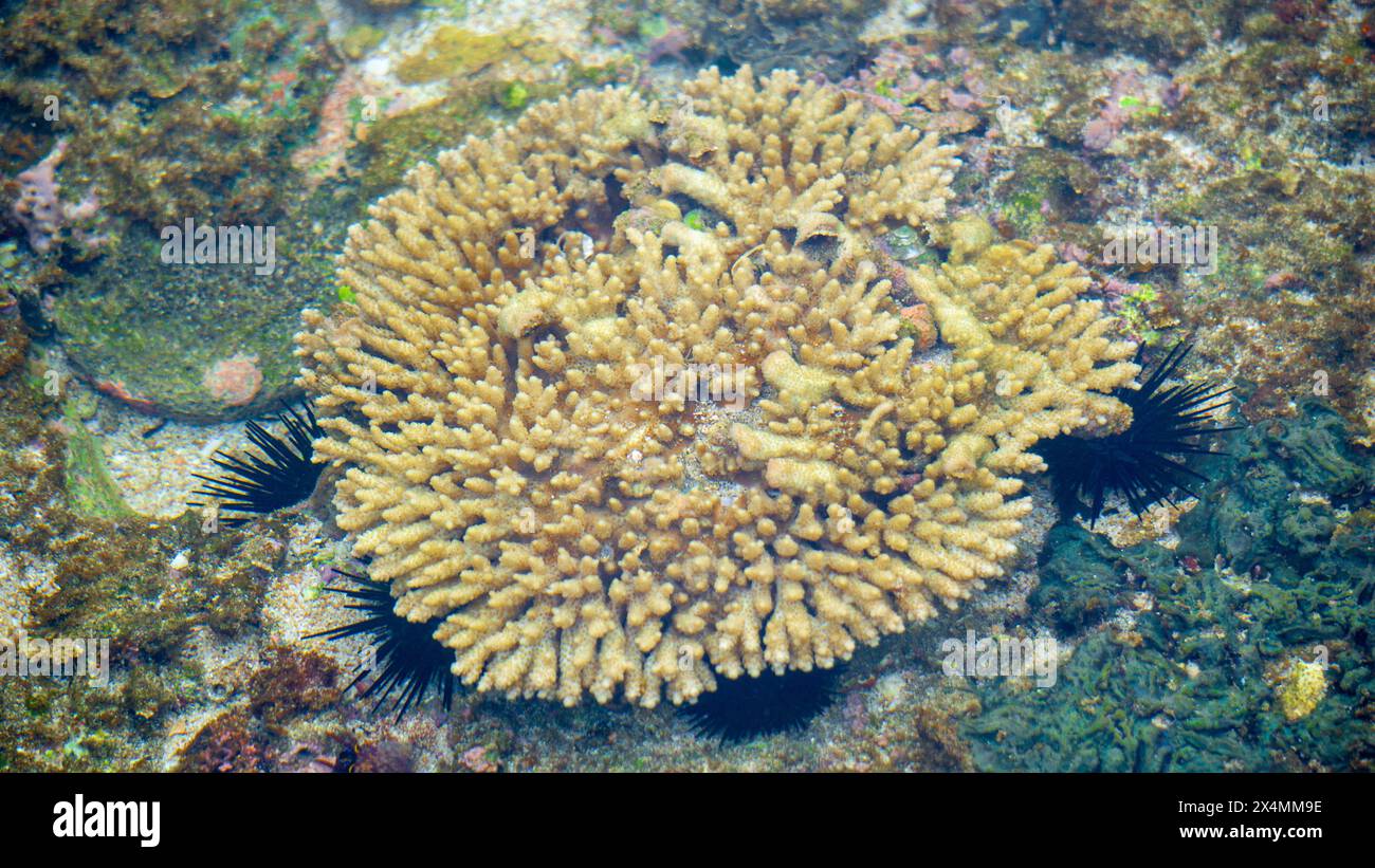 Brain coral is a common name given to various corals in the families Mussidae and Merulinidae Stock Photo