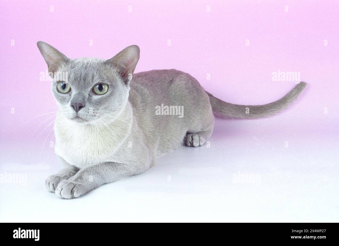 Mischievous but Adorable Burmese Lilac Kitten on Pink Stock Photo Alamy — free download