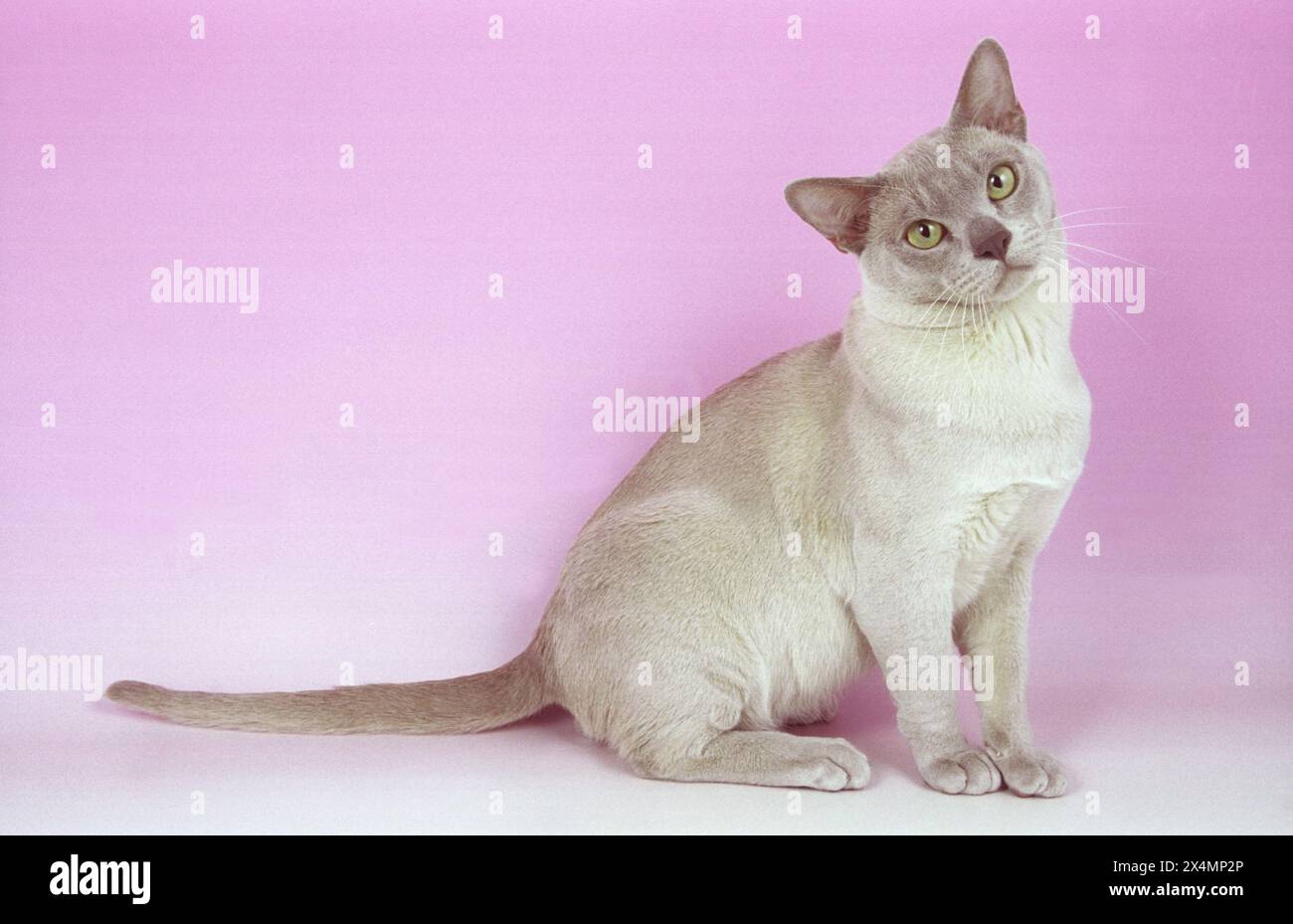 Mischievous but Adorable Burmese Lilac Kitten on Pink Stock Photo Alamy — free download