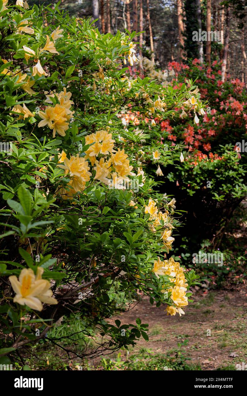 Colorful flowers and bushes in an arboretum. Petals are yellow ...