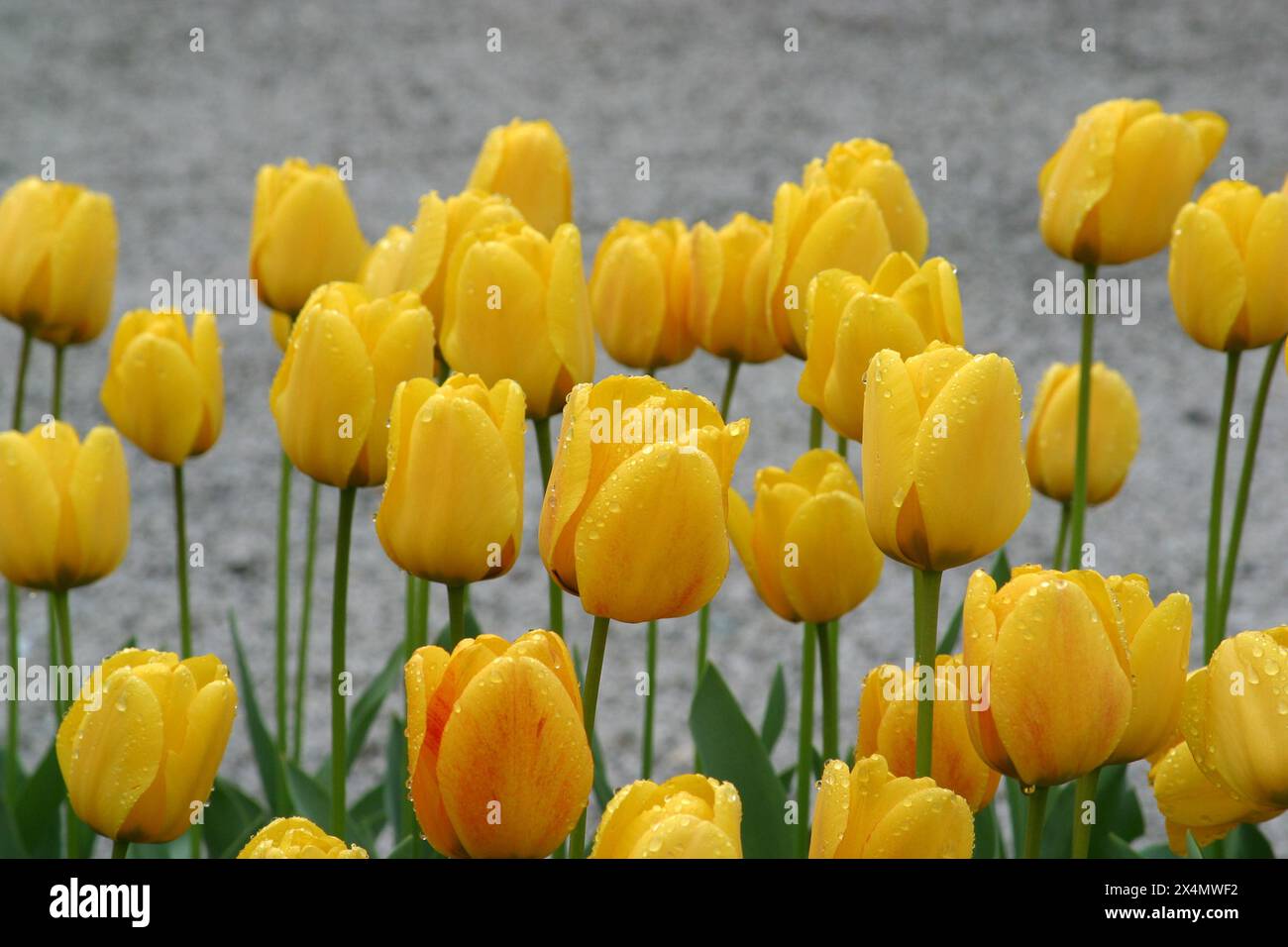 Flora plant croatia hi-res stock photography and images - Page 9 - Alamy