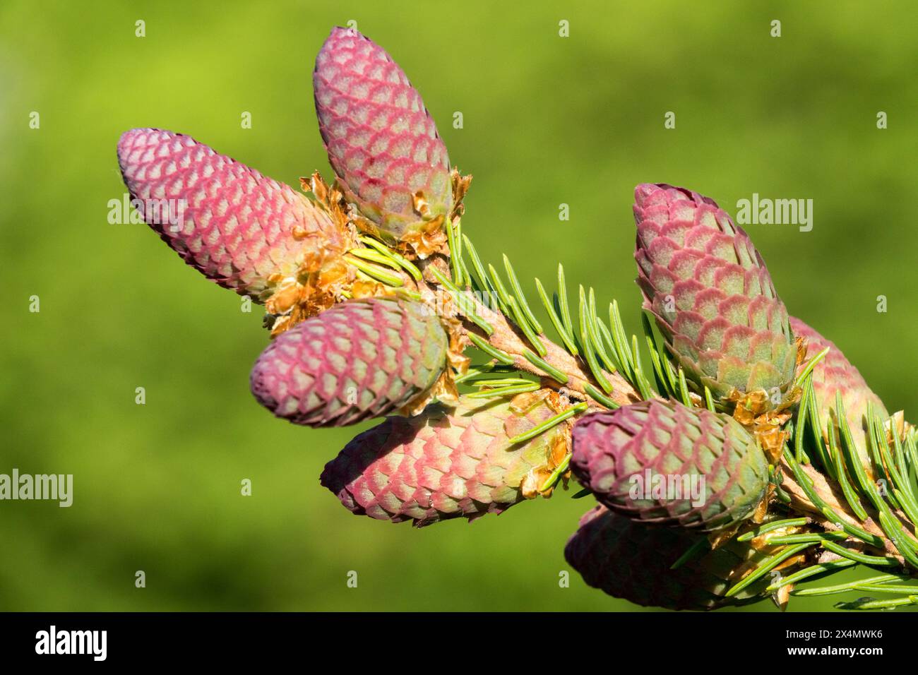 Picea abies 'Pusch' Female Cones Stock Photo