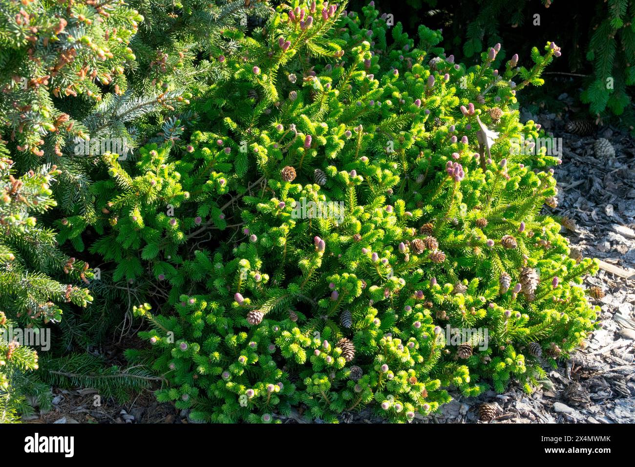 Dwarf Garden Tree Miniature, Norway spruce, Picea abies 'Pusch' Conifer Stock Photo