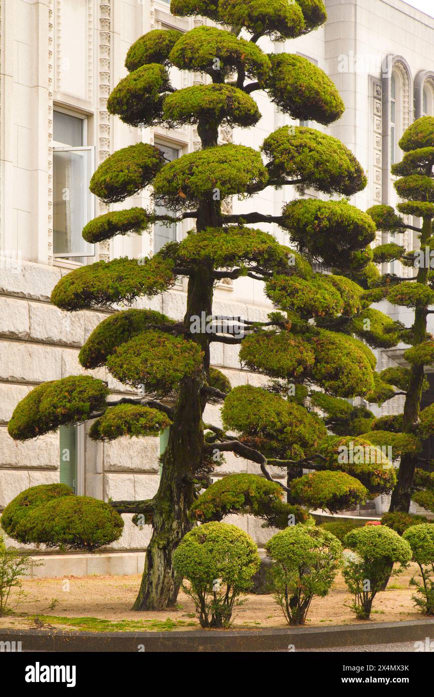 Japan, Shikoku, Matsuyama, City Hall, japanese pine tree, Stock Photo